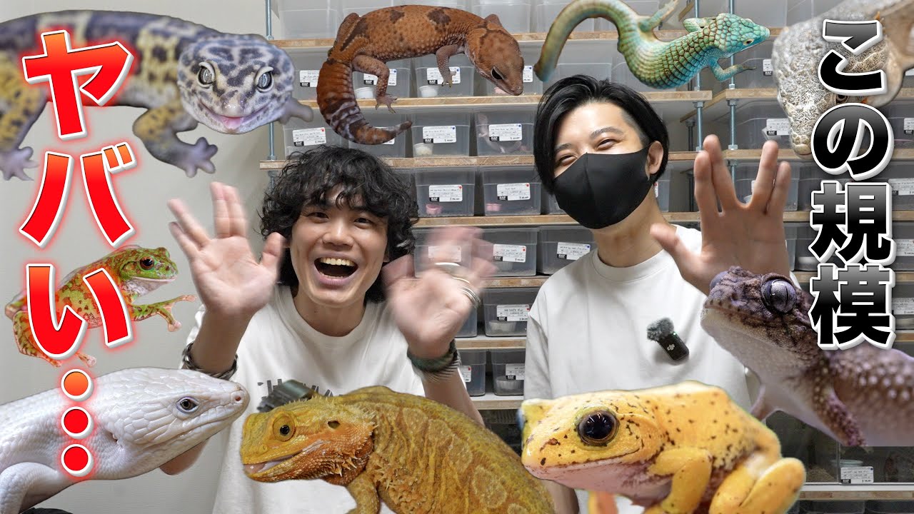 爬虫類300匹超えのガチ勢宅に潜入！ニシアフ販売の裏側も公開【RAFちゃんねる】