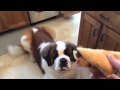 Walter St Bernard gets a special treat