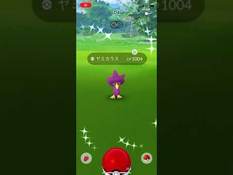ポケモンgo 色違いヤミカラス出現 シンオウのいしで色違いドンカラスに進化 Youtube