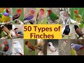 50 Types of finches| Finch bird varieties| 50 Types of finches with names| Part-1| My first video