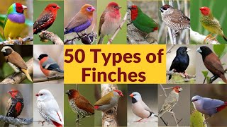 50 Types of finches| Finch bird varieties| 50 Types of finches with names| Part-1| My first video