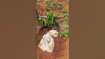 Hệ thống tưới cà phê chuẩn cho bà con tham khảoỐng nhánh ldpe đi béc g5 từng gốc