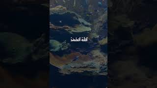 Surah Al-Ikhlas -  سوره الإخلاص English Translation / Piece of Peace