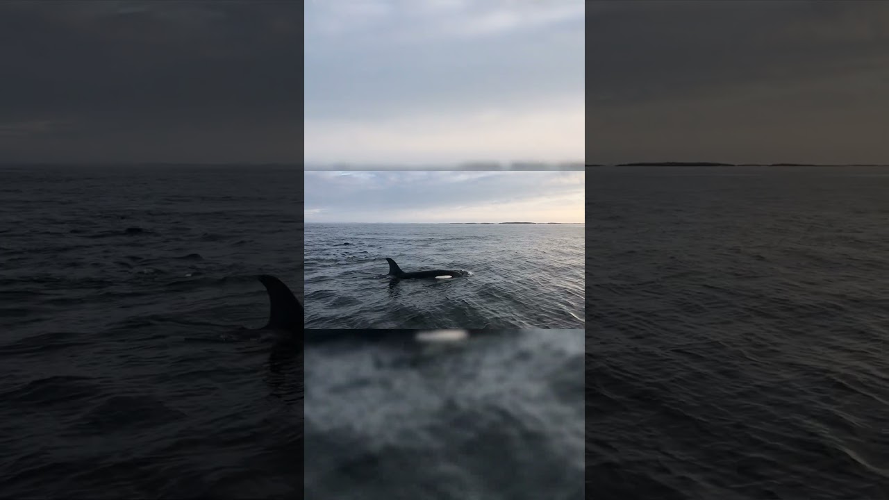 Ocean Ballet: Playful Wild Orcas in Their Element 🐳🌊 | A Glimpse into Marine Majesty 