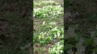 Примула везде … весна Primroses everywhere