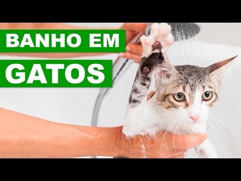 Vídeo: Escolhendo Um Shampoo Para Um Gato