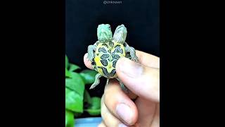 The Cutest Two-Headed Turtle Ever