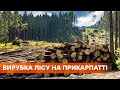 Пилят украинский лес. На Прикарпатье люди вышли на протест, чтобы остановить вырубку деревьев