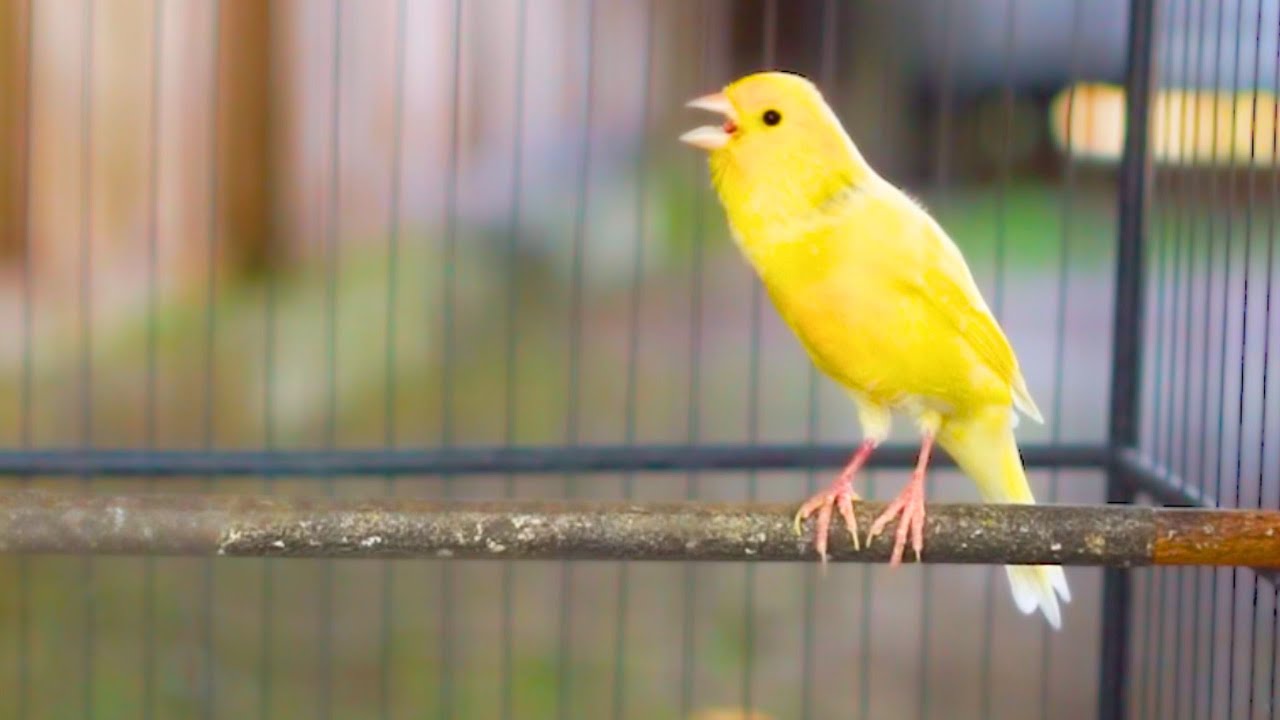 PANCINGAN Kenari GACOR PANJANG Cuit CUIT EMOSI ini AMPUH utk MASTERAN Kenari PAUD belajar BUNYI |342