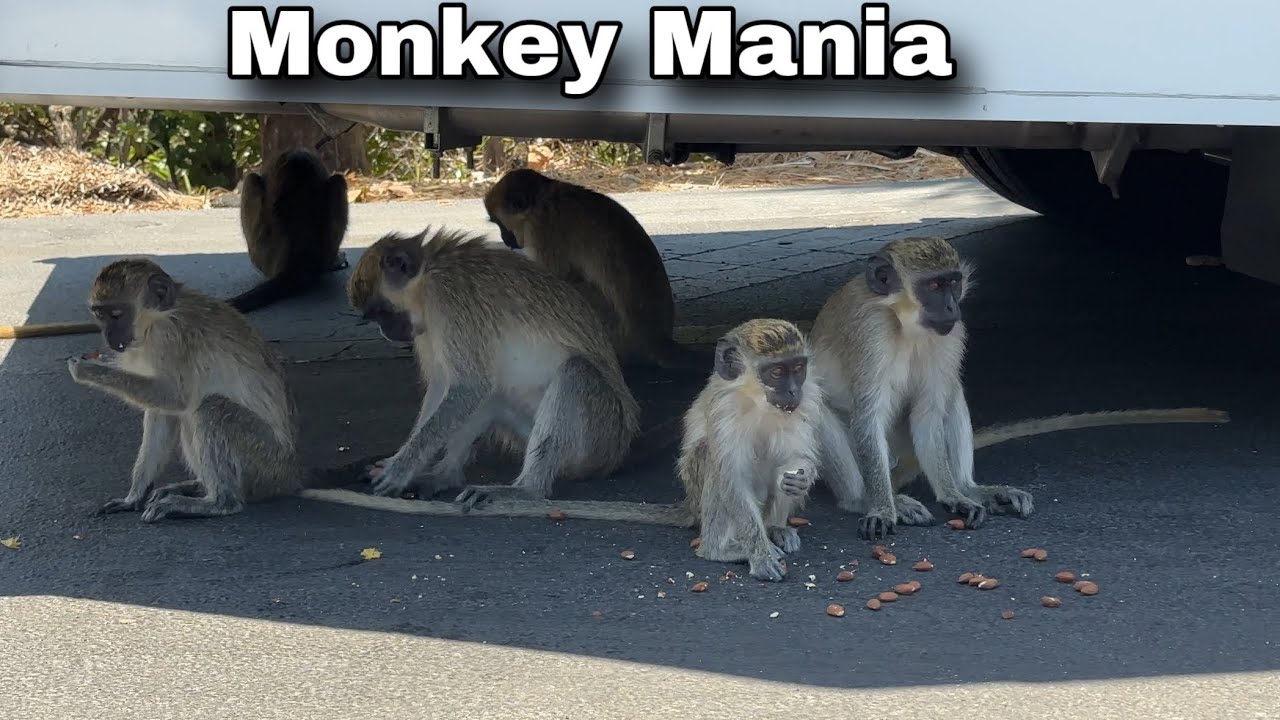 Are monkeys taking over Florida? On the search for non native primates
