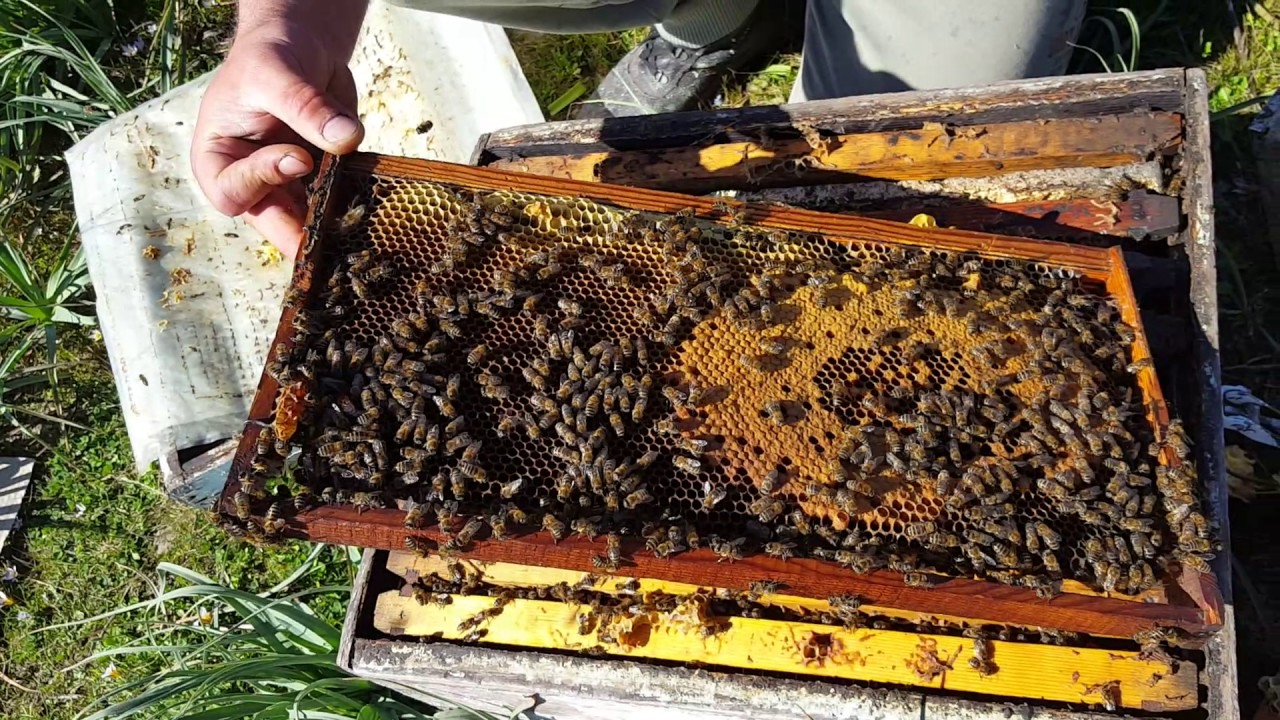 Αναδιάταξη πλαισίων  σε μελίσσια πριν και μετα (αναστροφη) beezeus