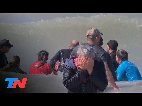 Desesperado intento de salvar a 7 orcas varadas en Mar Chiquita