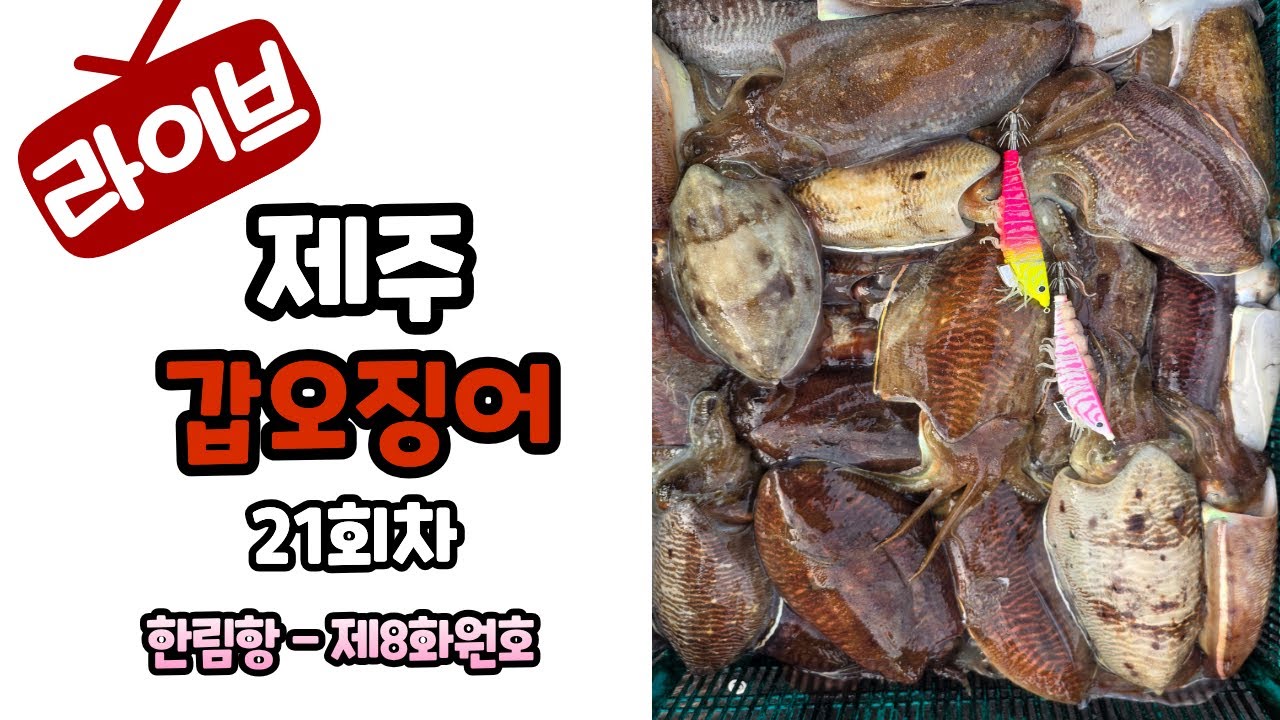 제주심해갑오징어21회차#한림항#제8화원호#안선장악바리에기#NH코리아