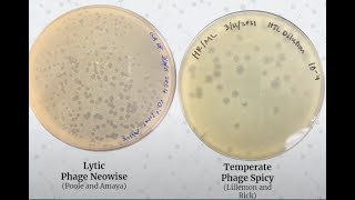Spring 2021 CURE Symposium Phage Genomics 1