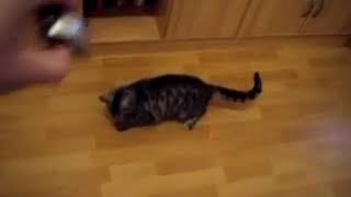 Elli und der Laserpointer.avi