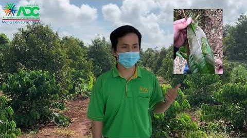 CAMILO 150SC QUẢN LÝ NẤM BỆNH SẦU RIÊNG- KỸ SƯ NGUYỄN TRUNG KIÊN