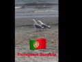 Portuguese Seagulls at the beach gossiping! 😂😂😂