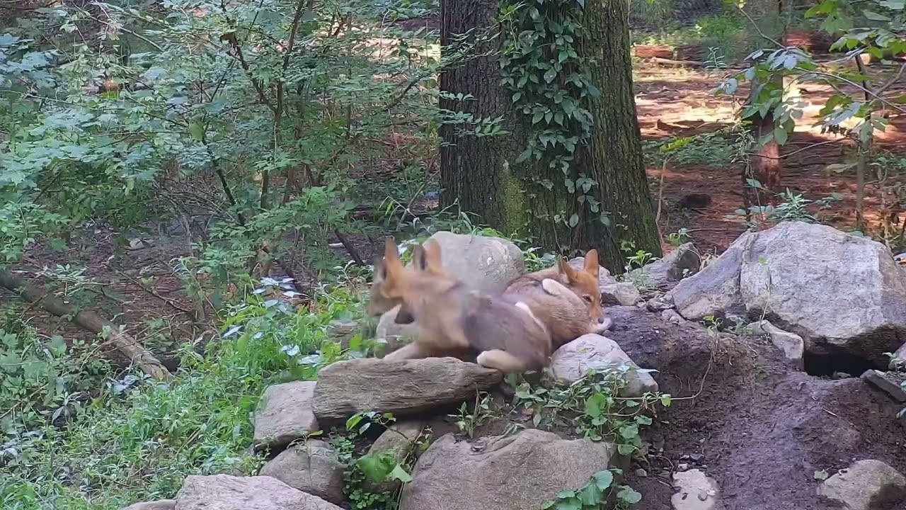 Introducing Red Wolf Pups: Georgie, Riley and Rusty