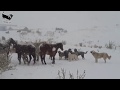 livestock guardian dogs sheep guarding on snowy day
