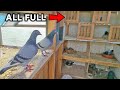 Breeding Pigeons In Swing  ( 8 Boxes Full )