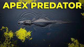 Famous Florida's Gators Are Growing 15 Feet — And Nobody Knows Why? Profile