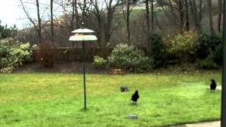 Ravens Edited