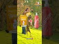 waggys shine - El secreto para un pelaje de lujo