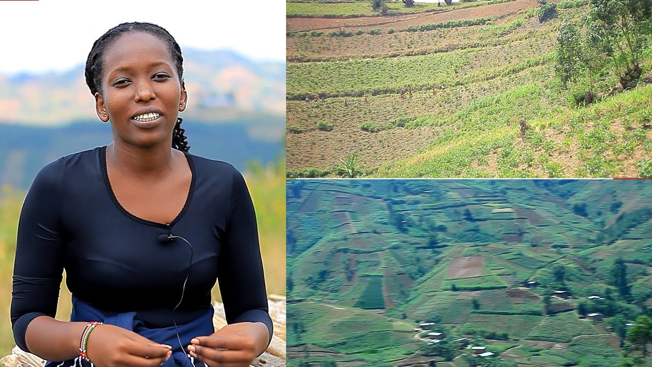 UMUKOBWA aciye ubwenge akura ama MILIYONI m'uburimyi//Twimbura ama tonnes menshi cane//Nkibitangura