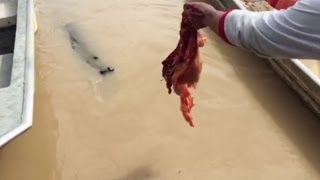 Thousands of Crazy Amazon Killer Fish Destroy Gut Pile - Don't go swimming here!!!