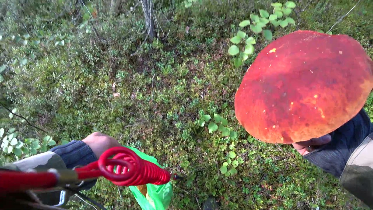 Рыбалка в Карелии, Пяозеро 2021 3 серия - YouTube