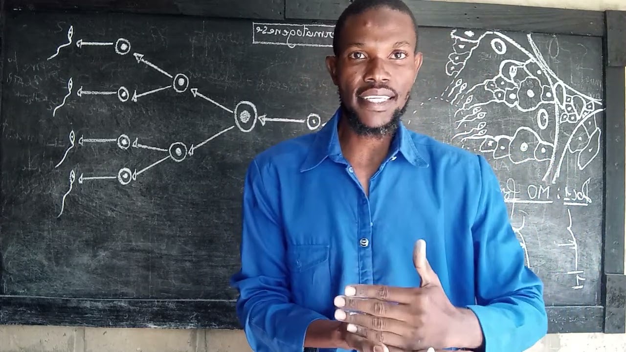 Comment se déroule la spermatogenèse ?