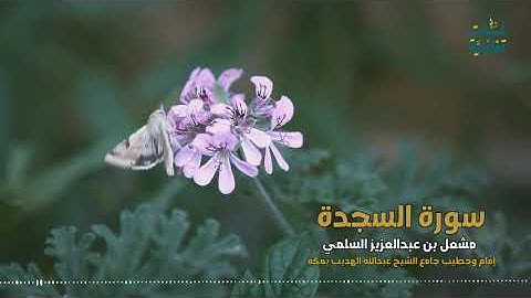 قراءة من صلاة التراويح ١٤٤٢هـ (سورة السجدة)