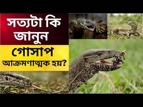 ভিডিও: ধূসর কাঠবিড়ালি এবং এর আবাসস্থল