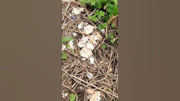 What to do with eggshells, instead of the compost or trash ~ Gardening Tip!
