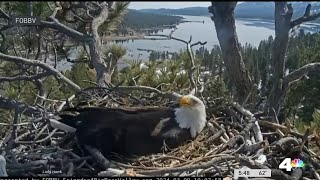 Big Bear bald eagles waiting for eggs to hatch