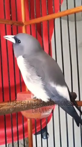 Suara merdu burung kekep babi #burungkekepbabi #kekepbabi #suarakekepbabi