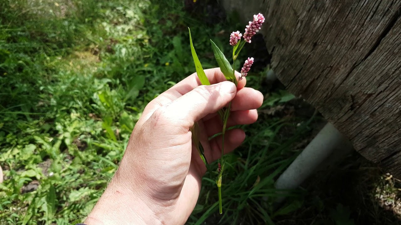 Blusu sūrene (Polygonum persicaria)
