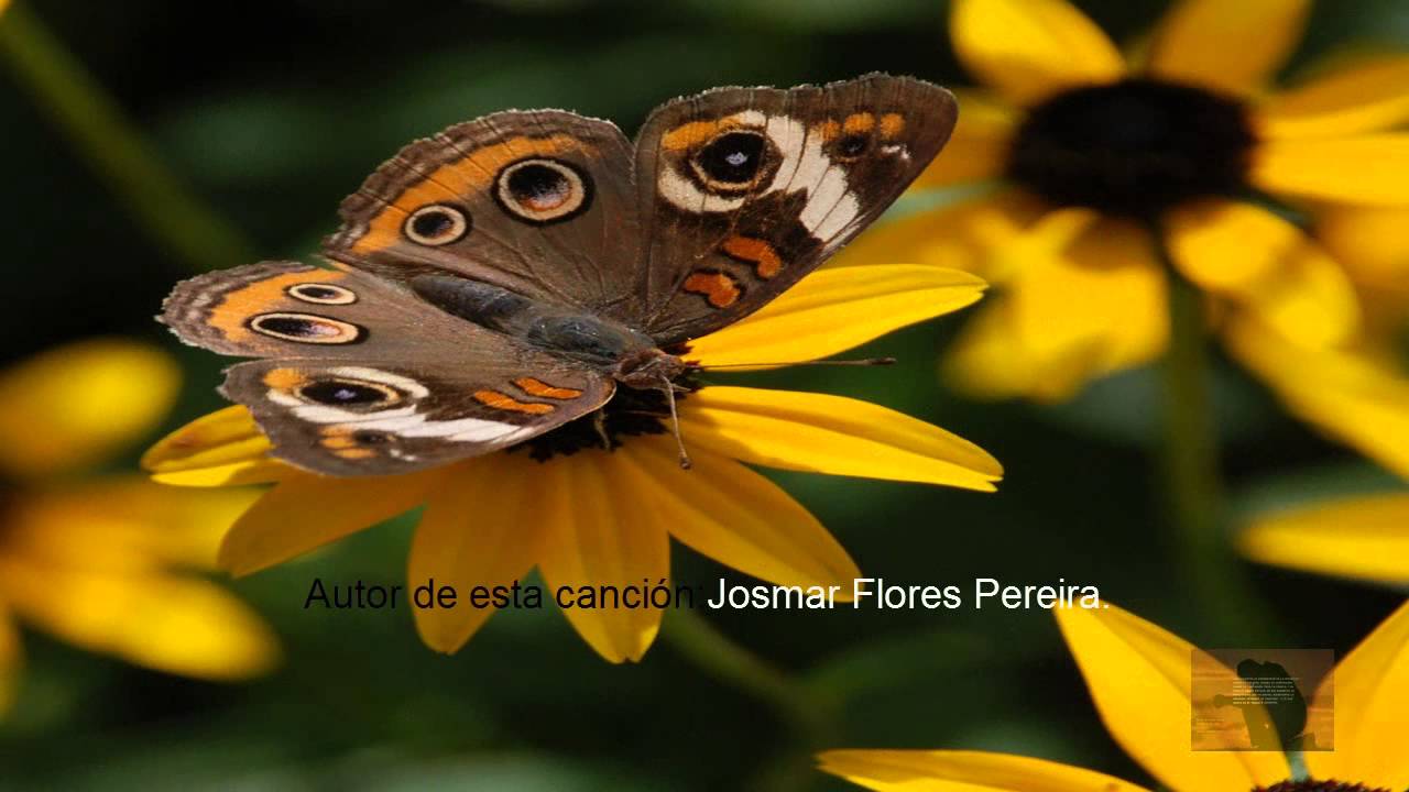 Mariposa que posa en mi rosa.[Josmar Flores Pereira. (Canción narrada). -  YouTube