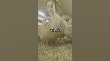 Can Duck Farming Make You Rich? My Journey to Success!