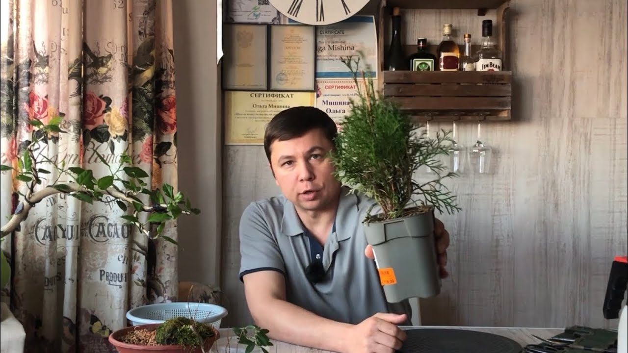 Пересадка уцененного садового растения туи под будущий Бонсай