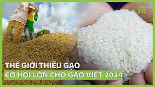 Thế giới thiếu 7 triệu tấn gạo, cơ hội lớn cho gạo Việt Nam | VTC16