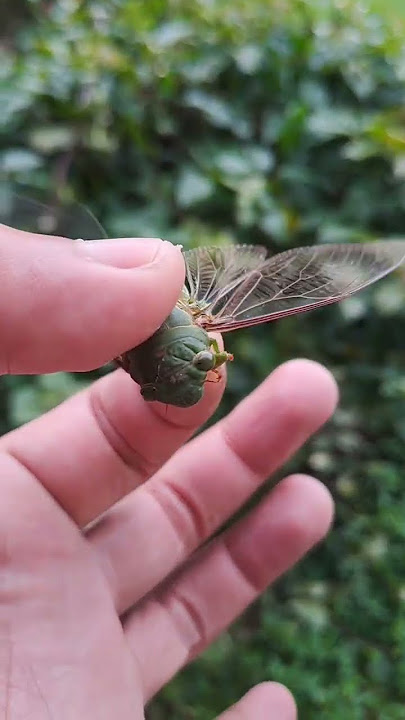 Download lagu Bentuk dan Suara Tonggeret #tonggeret