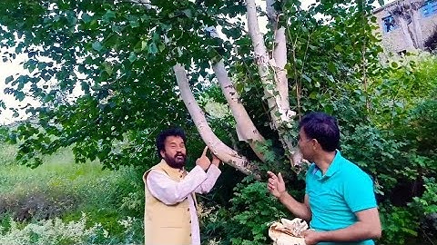 Bhojpatra || दुर्लभ भोजपत्र का पेड़ जिसके दर्शन से छूने से ही पाप नाश होता है।। लाहौल स्पीति के जंगल