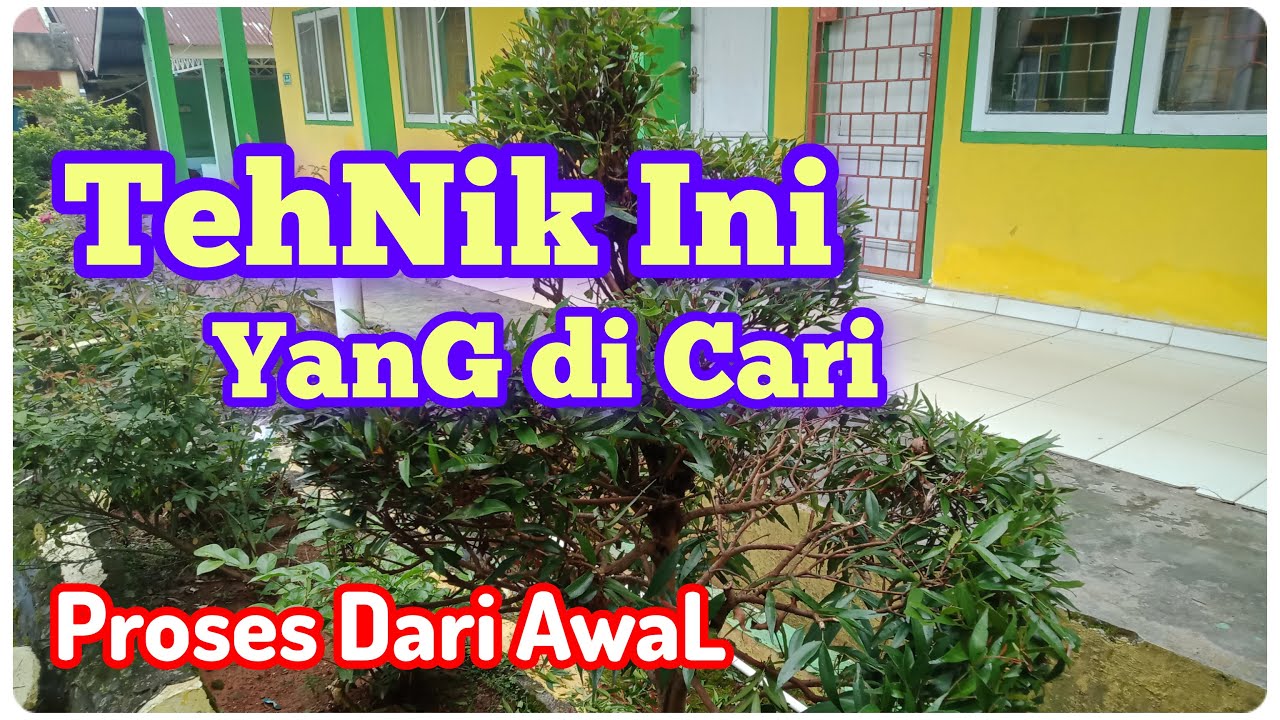 Peroses Awal Dalam Pembentukan Motif Ulir Sepiral. Pucuk Merah