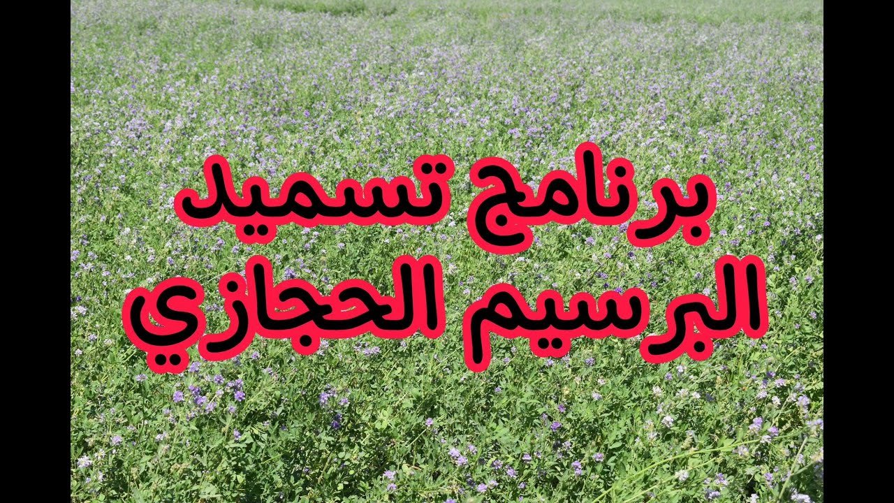 برنامج تسميد البرسيم الحجازي في الأراضي السمراء والجديدة