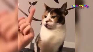 Просто приколы с котанами. Кто тверкает лучше? Просто приколы с котанами. Кто тверкает лучше?