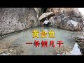 秘密基地水坑躲藏“黄金鱼”，一条居然值几千，肉质肥美超一流