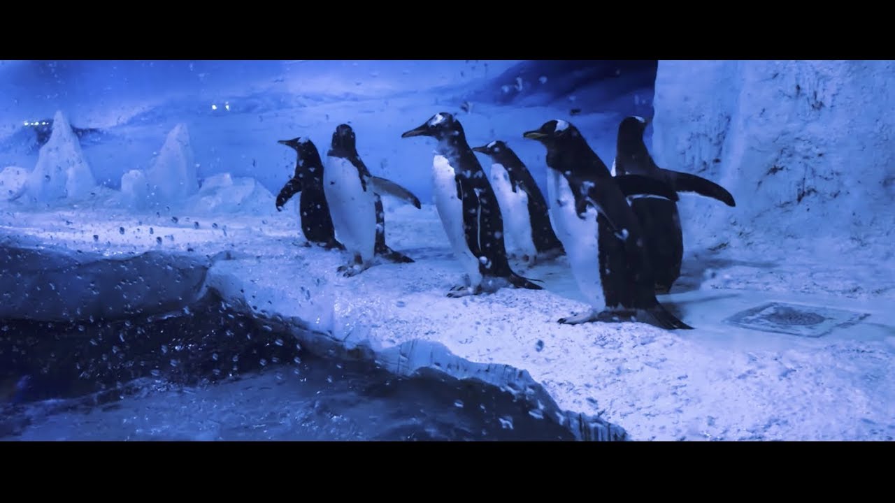 London Sea Life Aquarium.......Sunbathing jellyfish??