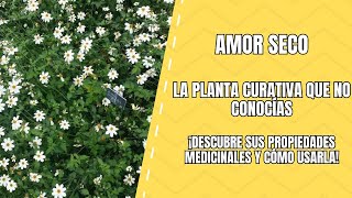 Amor Seco: Conoce Sus Propiedades Mágicas Y Usos Medicinales