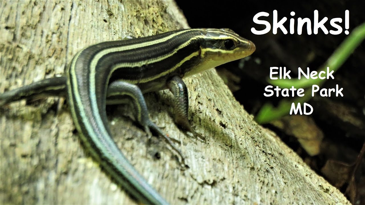 My First Skinks! ~ Elk Neck State Park, MD